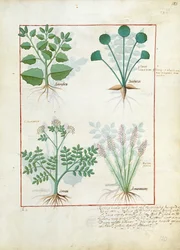 Ajenjo y cardamomo. Fila inferior: ajenjo y cardamomo, ilustración de The Simple Book of Medicines de Mattheaus Platearius 123r